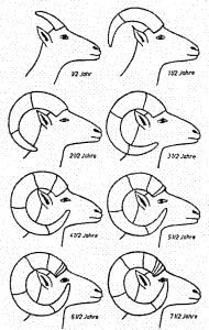 Hornwachstum Muffelwild