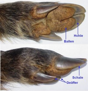 wildschwein_vorderlauf