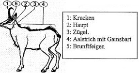 gams