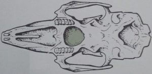 hasenschaedel