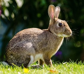 Wildkaninchen