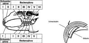 zahnschema-hase