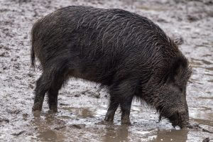 Wildschwein