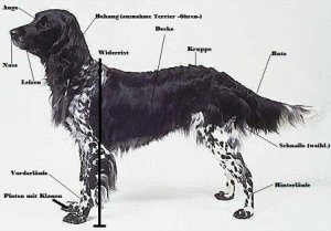 hund1